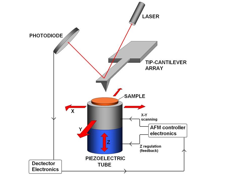 The Atomic Force Microscope senses the physical properties of a sample by passing a sharp probe on a cantilever over the sample and detecting deflections in the cantilever using reflections from a laser beam.