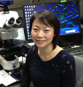 Yintang Shi, PhD _Bayliss Lab